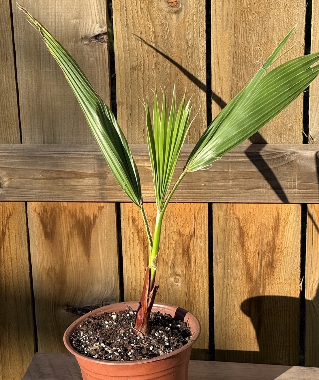 Mexican Fan Palm, Washingtonia Robusta 1 Gallon 14”+ 2-3 Year Old Palms Mexican Fan Palm, Washingtonia Robusta 1 Gallon 14”+ 2-3 Year Old Palms