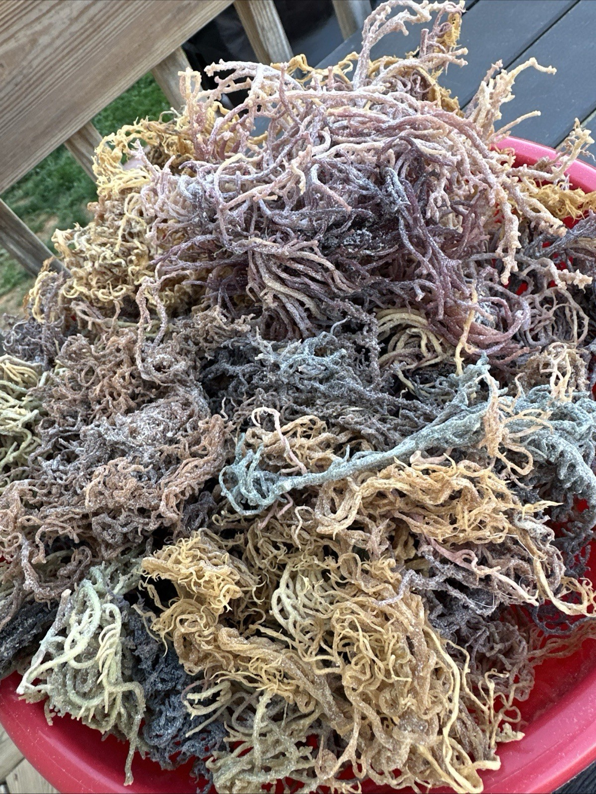 Raw Sea Moss - FULLY Wild from the rocks - 1 POUND BULK - BUY 2 & Get 8oz Free
