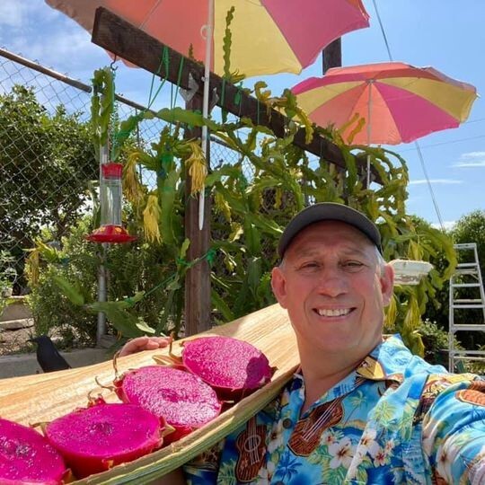 Dragon Fruit plant well rooted - Physical Graffiti  3 feet tall plant