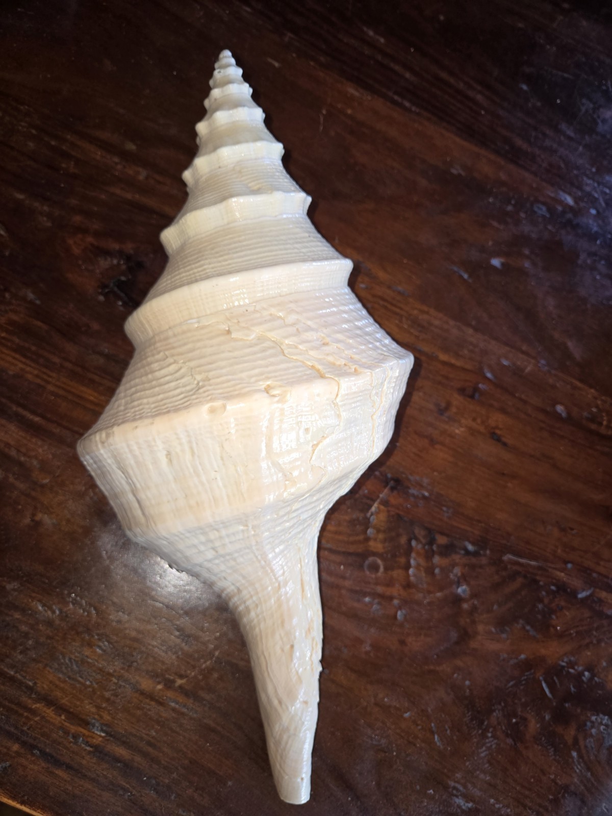 Huge OLD Syrinx Aruanus Australian Trumpet Conch Seashell 22” x 11” Sea Shell Huge OLD Syrinx Aruanus Australian Trumpet Conch Seashell 22” x 11” Sea Shell