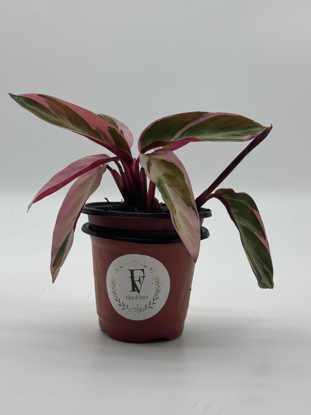 Stromanthe Triostar 4 inch Pot  Sanguinea  Indoor House Plant Live Plant
