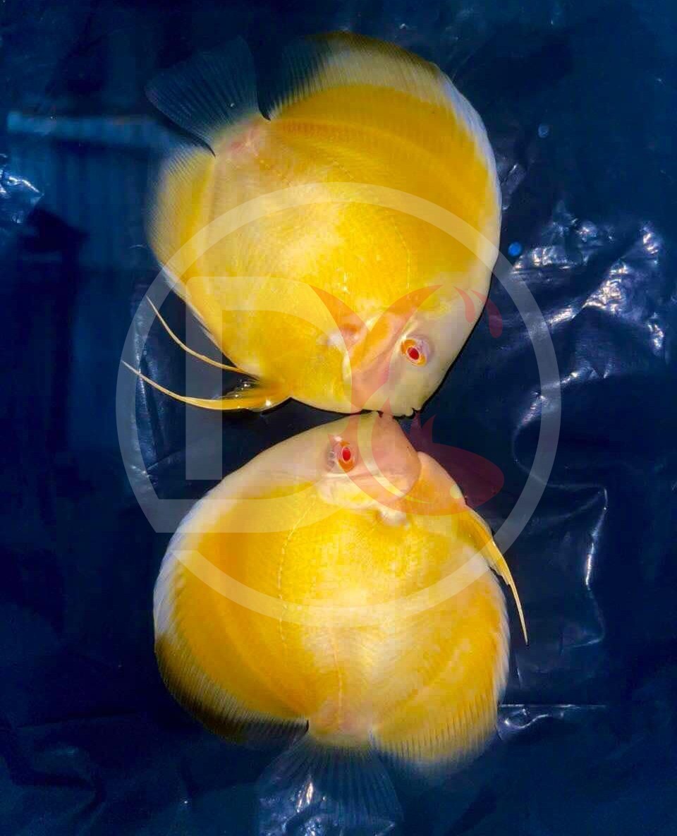 Pack of 2 Live  Discus Fish - Albino Yellow Cover  -  Size 3.5in - 4in