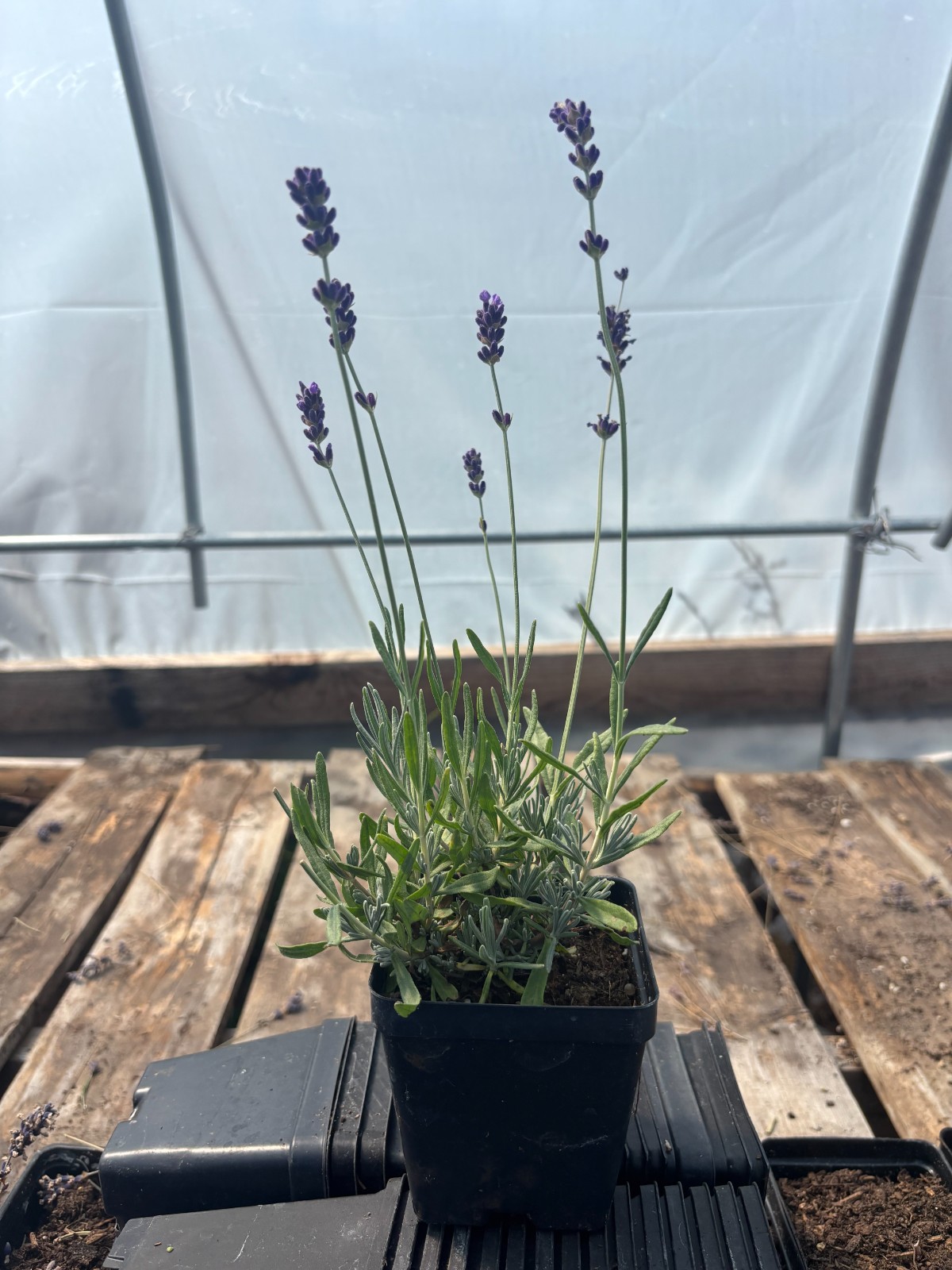 Royal Velvet English Lavender Plant | 4\