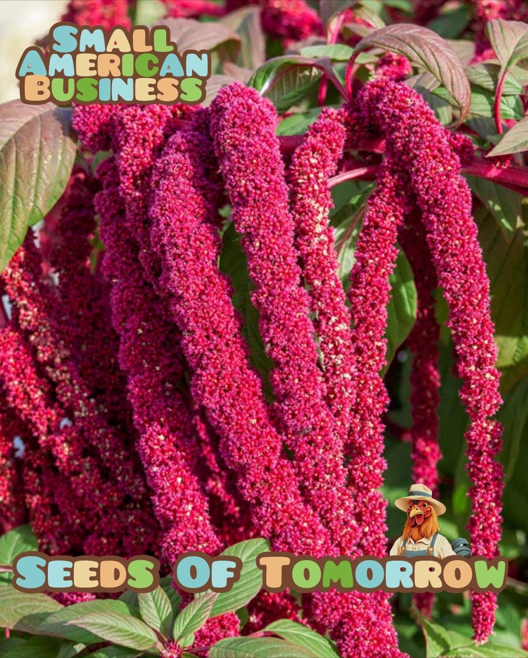 4000 Love Lies Bleeding Amaranth Seeds Organic Heirloom Non-GMO- With Bonus 4000 Love Lies Bleeding Amaranth Seeds Organic Heirloom Non-GMO- With Bonus