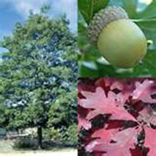 CHEROKEE APPALACHIAN MOUNTAIN GROWN  WHITE OAK TREE (48) STARTER SEEDLINGS #STX