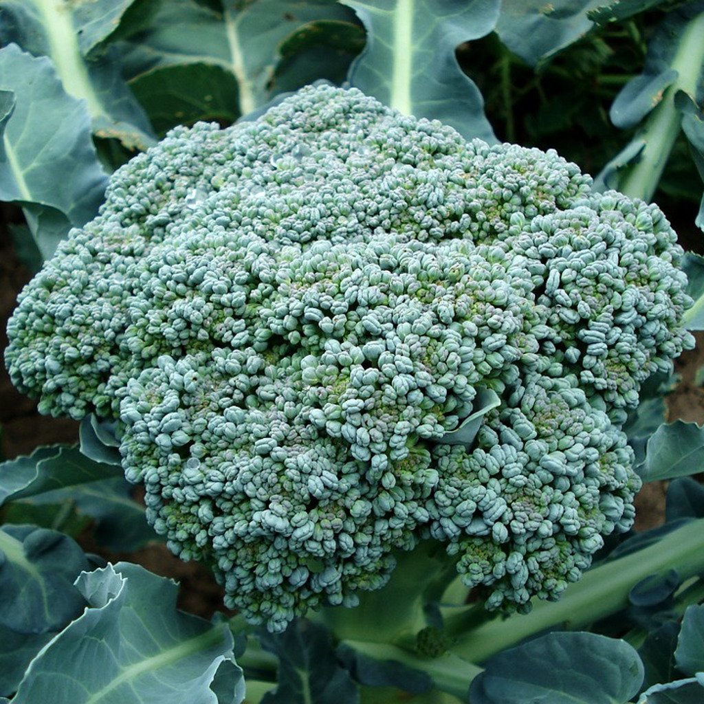 Waltham 29 Broccoli Seeds, NON-GMO, Easy to Grow, High Yields, 