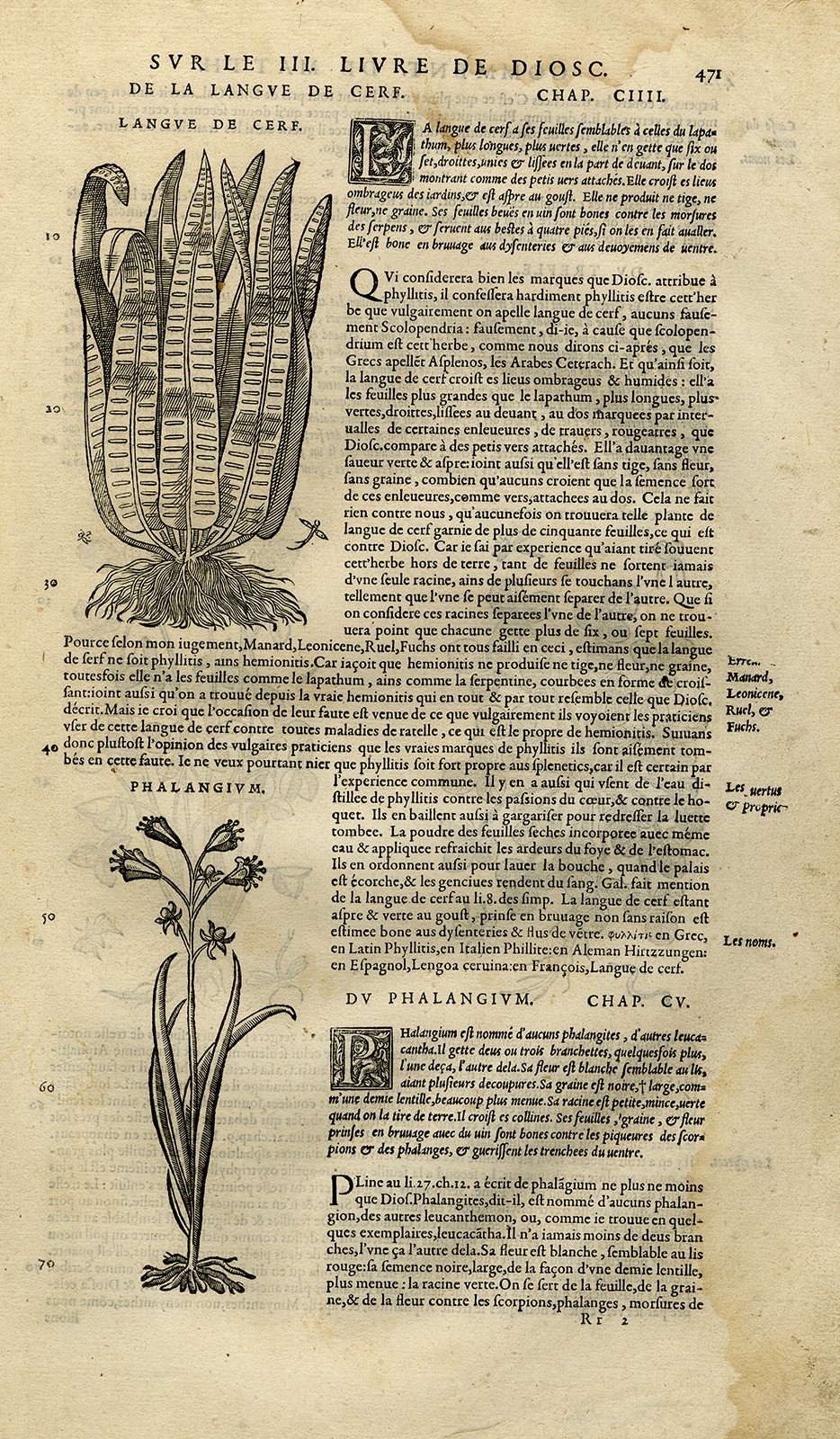 Antique Print-Botany-Fern-Camas-Clover-Mattioli-p. 471-Anonymous-1572
