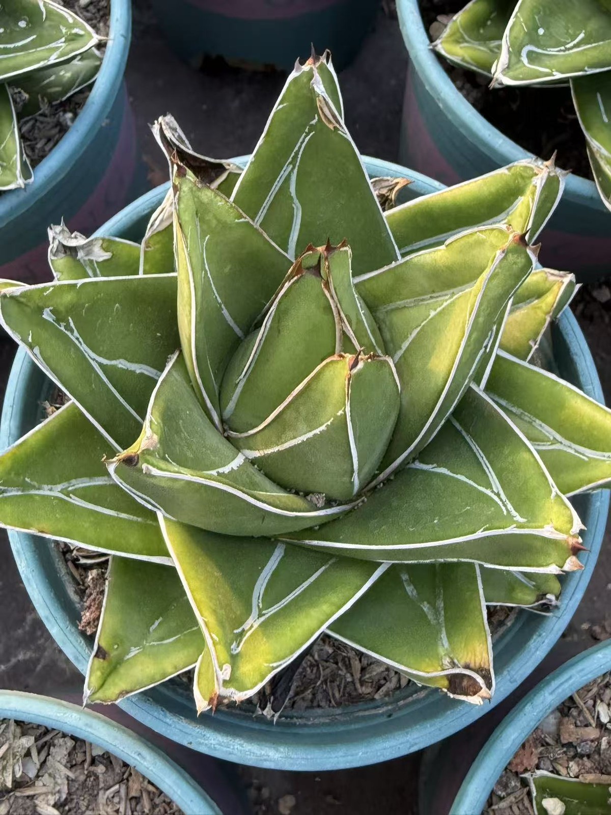 9-10CM Agave victoriae-reginae \'Super Wide\' Garden Decor Boutique
