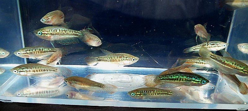 group of 8 sparkling gouramis group of 8 sparkling gouramis