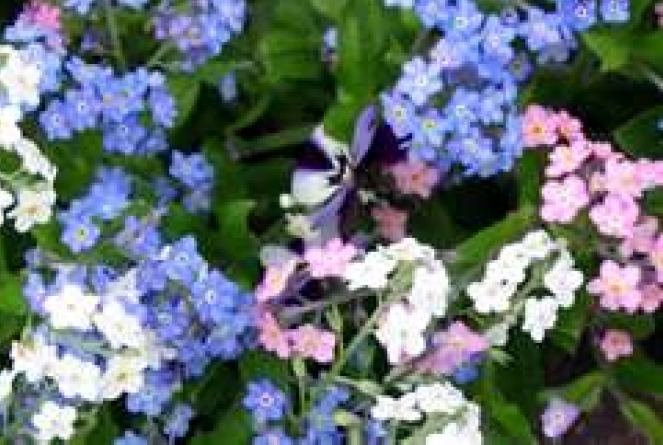 FORGET ME NOT FLOWER SEEDS MIXED COLORS 100 FRESH SEEDS FORGET ME NOT FLOWER SEEDS MIXED COLORS 100 FRESH SEEDS