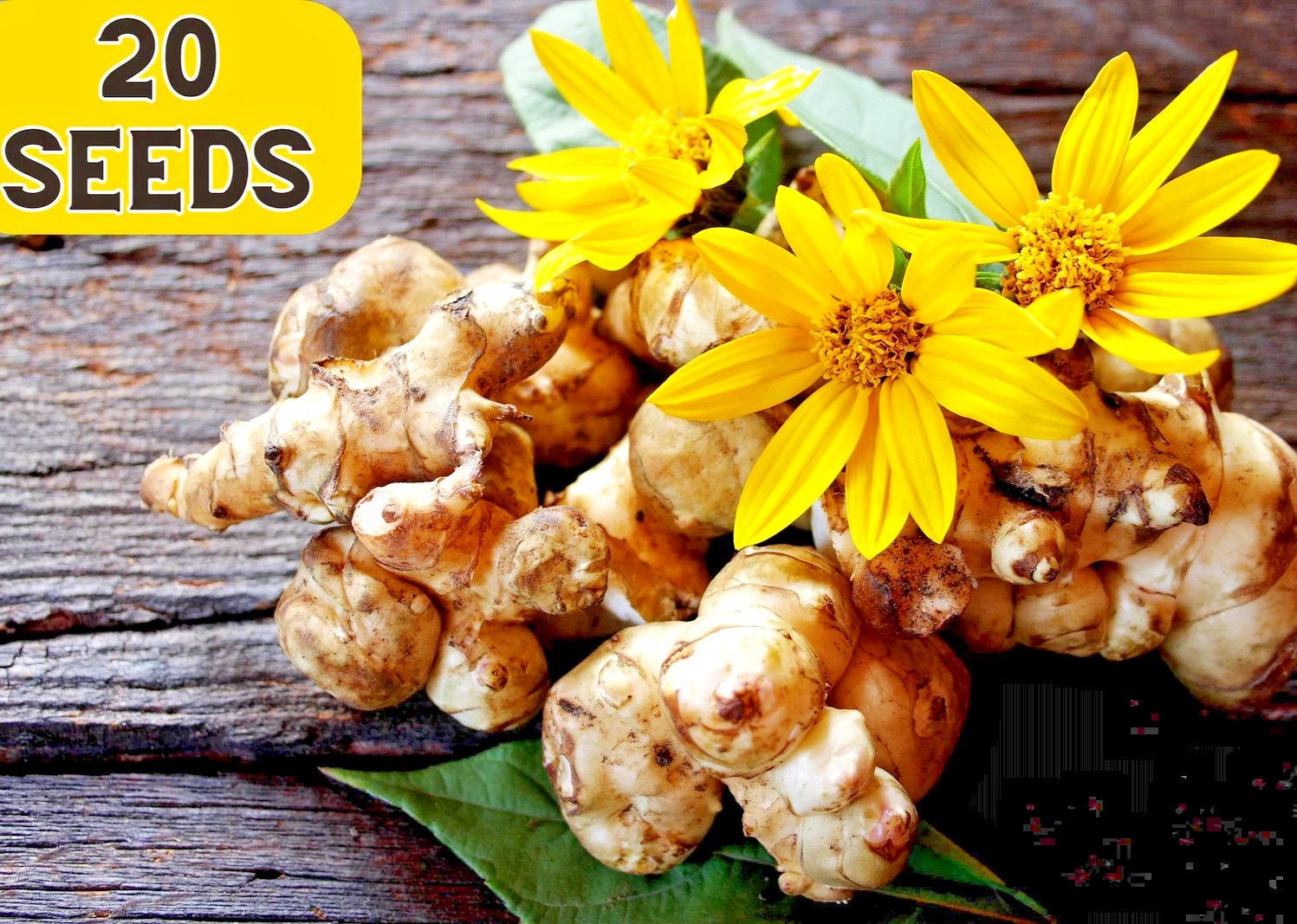 20Seeds JERUSALEM ARTICHOKE Sunchoke Sunroot Helianthus Tuberosus Yellow flower 20Seeds JERUSALEM ARTICHOKE Sunchoke Sunroot Helianthus Tuberosus Yellow flower