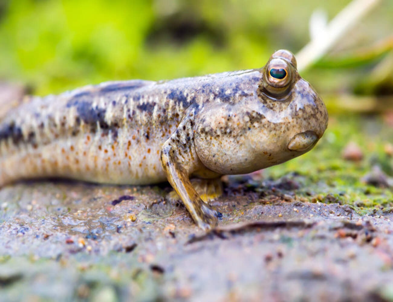 Mudskipper Periophthalmus vulgaris Live Brackish Aquarium Oddball Fish Pet