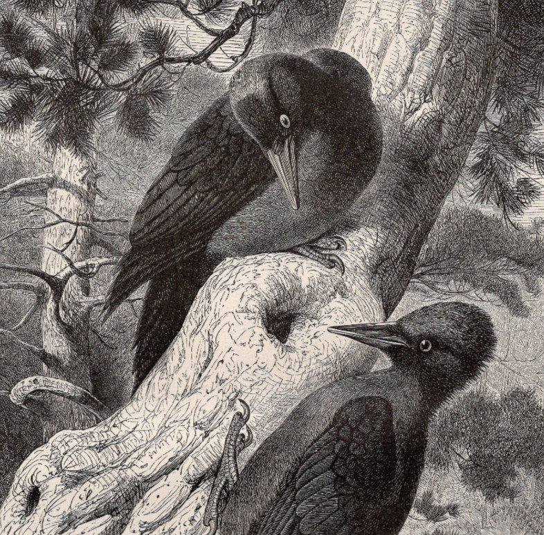 Black Woodpecker Pair Perched on Gnarled Tree 1880 Antique Bird Wood Engraving