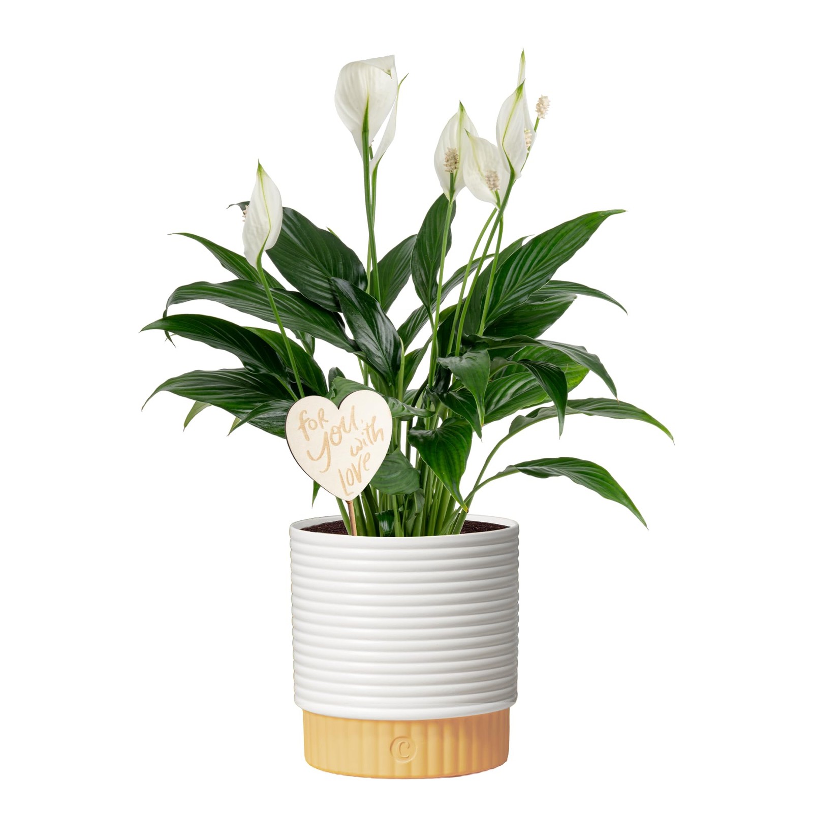 Costa Farms Peace Medium (14-24 Inches Tall), Décor Plant Pot w/ Decoration Costa Farms Peace Medium (14-24 Inches Tall), Décor Plant Pot w/ Decoration
