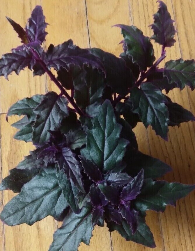 RARE  Purple Passion plant (Gynura Aurantiaca) purple velvet LIVE plant 4