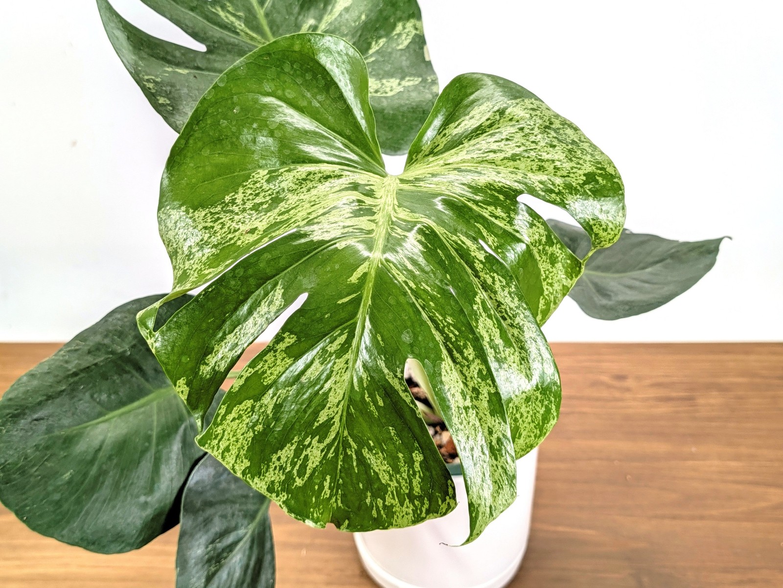 Monstera Bulbasaur 6 Inch Pot Exact Plant #36A + Premium Aroid Potting Mix Monstera Bulbasaur 6 Inch Pot Exact Plant #36A + Premium Aroid Potting Mix