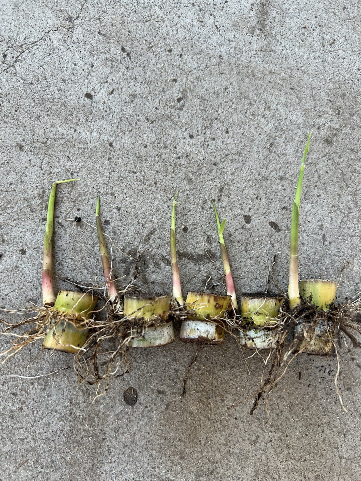 5pcs Rooted And Sprouted Sugarcane Plant Ready To Plant