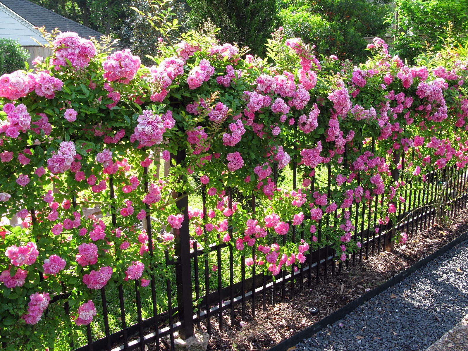 Peggy Martin Climbing Rose - Live Plant - ( 1 QT ) Peggy Martin Climbing Rose - Live Plant - ( 1 QT )