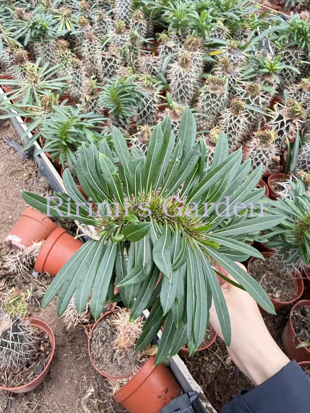 1pcs Pachypodium lamerei 'Cristata'Succulent Plant 1pcs Pachypodium lamerei 'Cristata'Succulent Plant