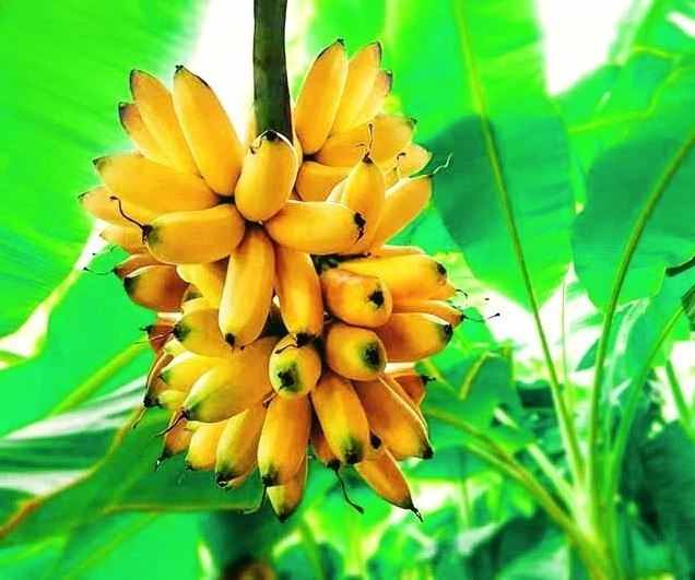 Banana Tree - Musa Grand Nain- Will Fruit This Year- Chiquita Banana