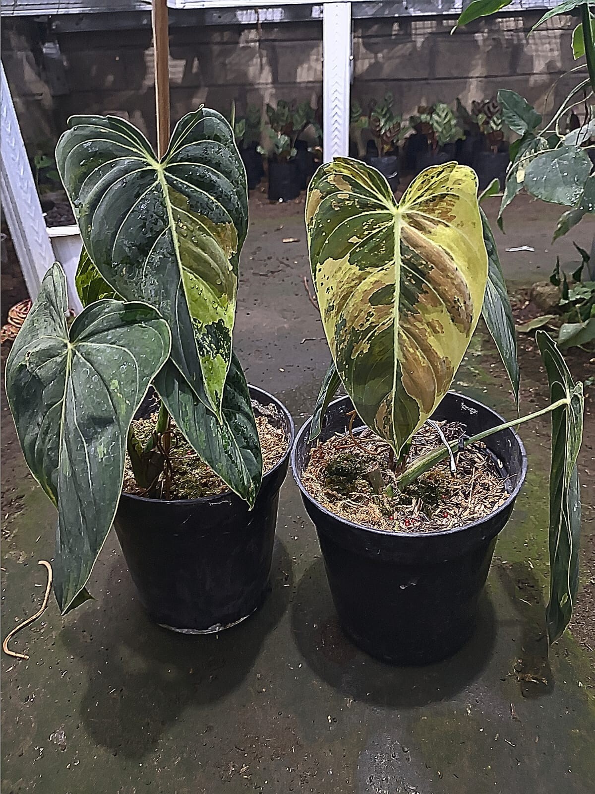 Philodendron Melanochrysum Variegated Real Picture Rare Plant