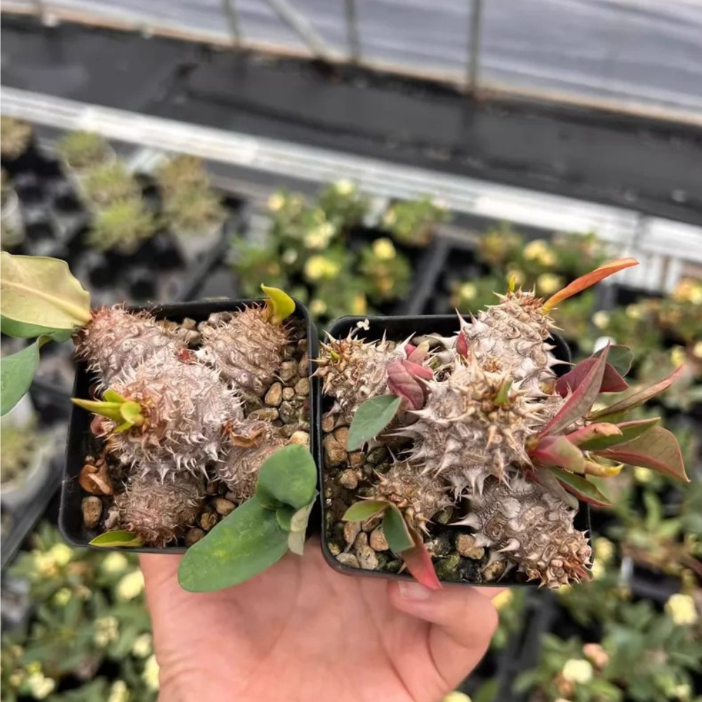 multiple heads Euphorbia parvimedusae x mini Caudex Cactis Beautiful Garden Rare multiple heads Euphorbia parvimedusae x mini Caudex Cactis Beautiful Garden Rare