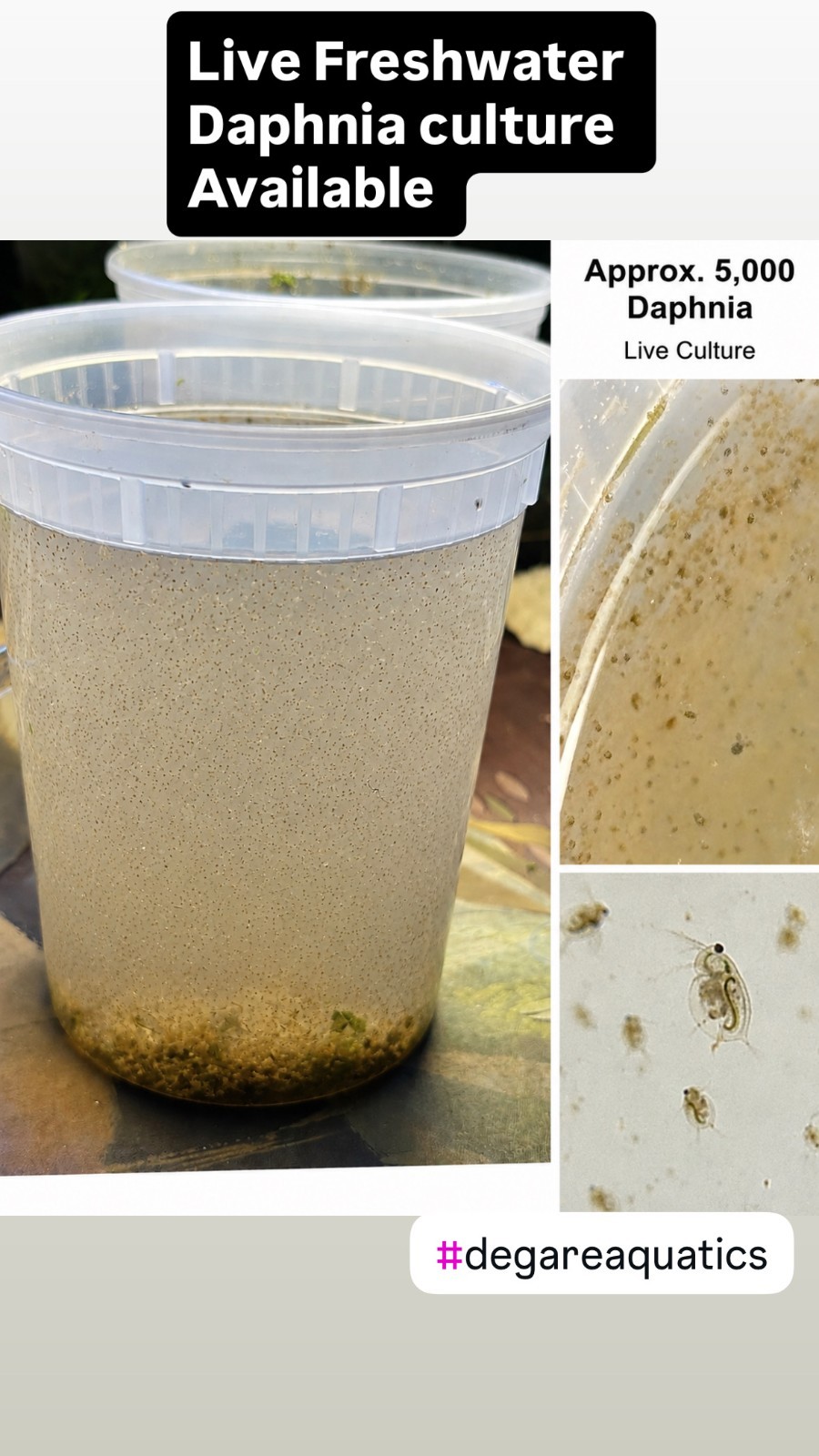 Live Daphnia Moina Culture 20000+ FREE USPS Priority Shipping