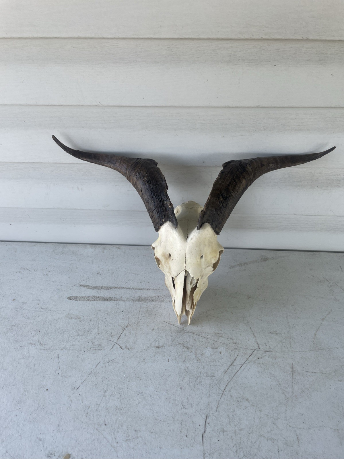 Taxidermy  Goat Ram Sheep Skull With Horns Mount  Unique Oddity Decor Goth G7