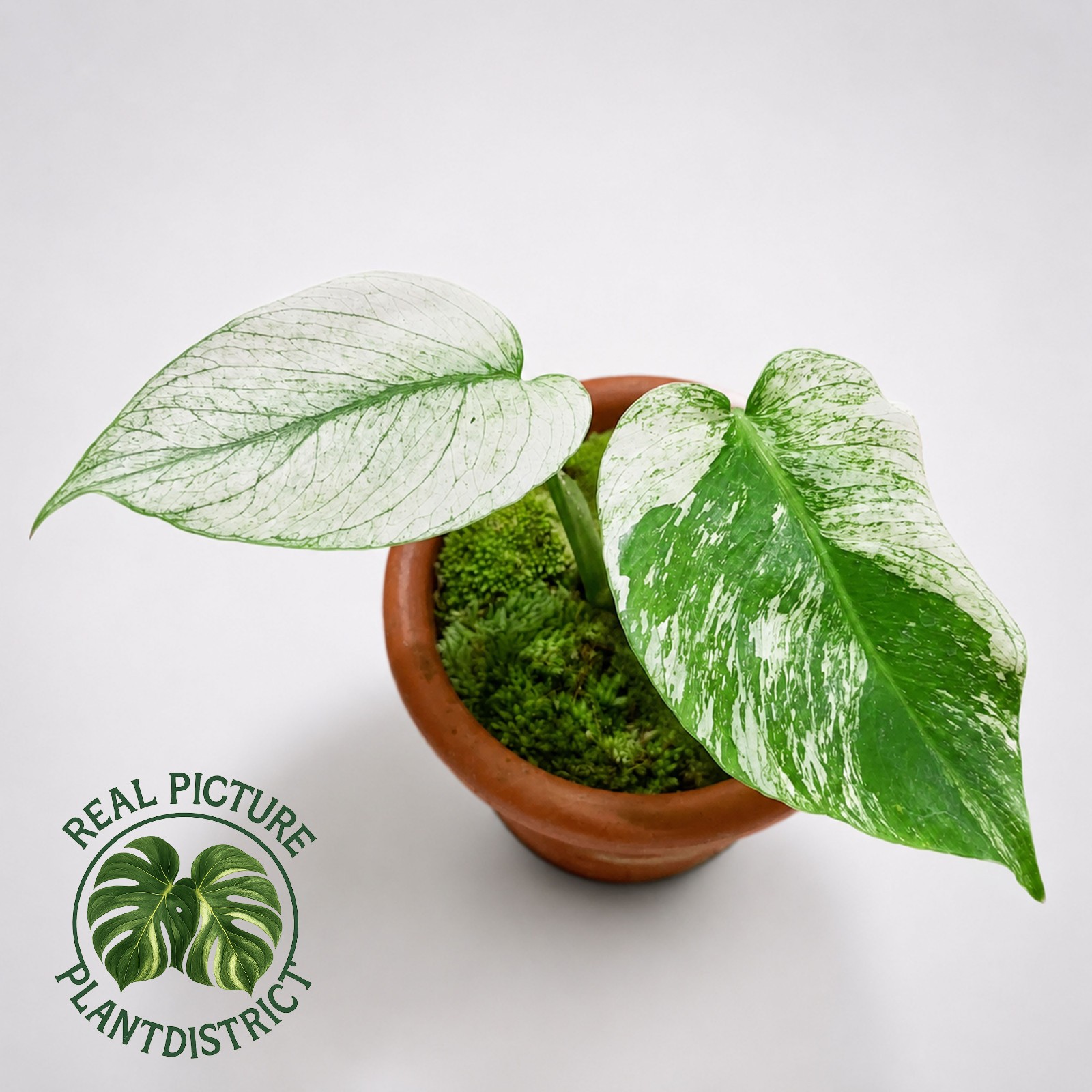 Monstera Devil Monster Variegated Free Phyto