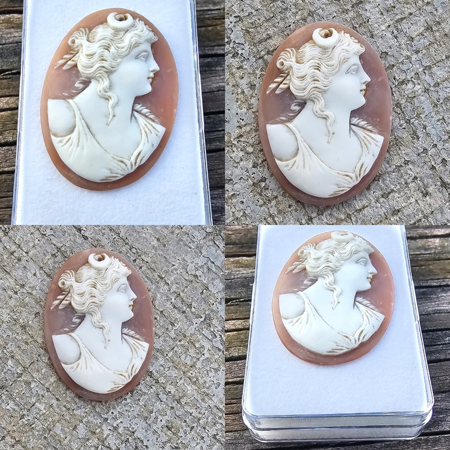Cameo shell Cameo shell