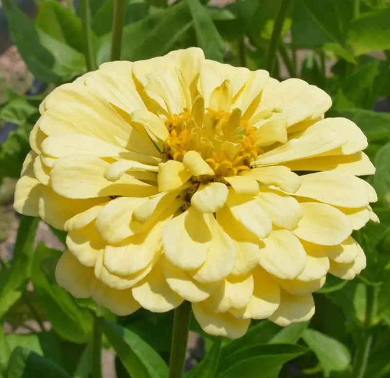 Zinnia ISABELLINA Yellow Huge Blooms Butterflies Hummingbirds Non-GMO 150 Seeds Zinnia ISABELLINA Yellow Huge Blooms Butterflies Hummingbirds Non-GMO 150 Seeds