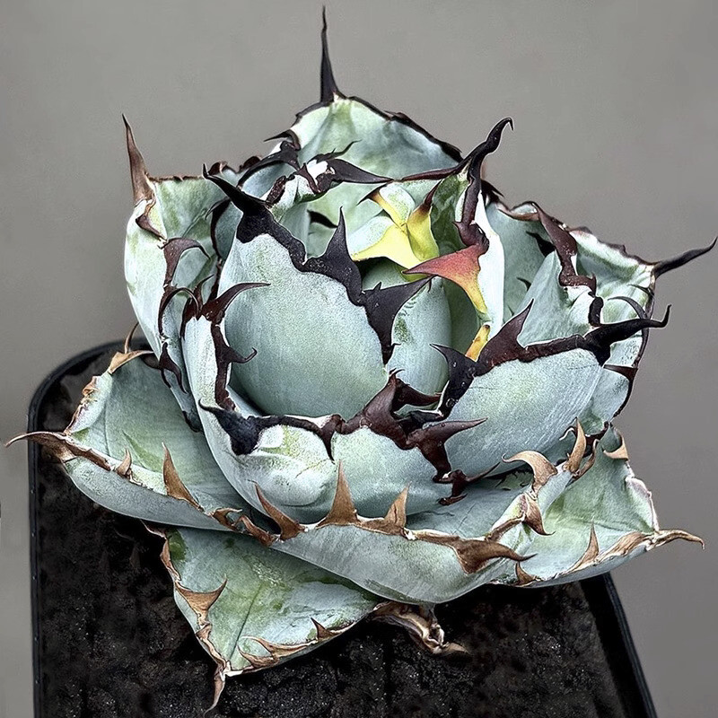 10CM Agave Titanota Blue Whale Agavaceae Succulent Agave Plant Home Garden Plant