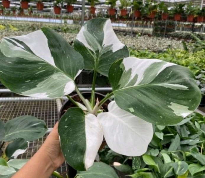 Variegated Philodendron white princess houseplant cutting plus extra Variegated Philodendron white princess houseplant cutting plus extra