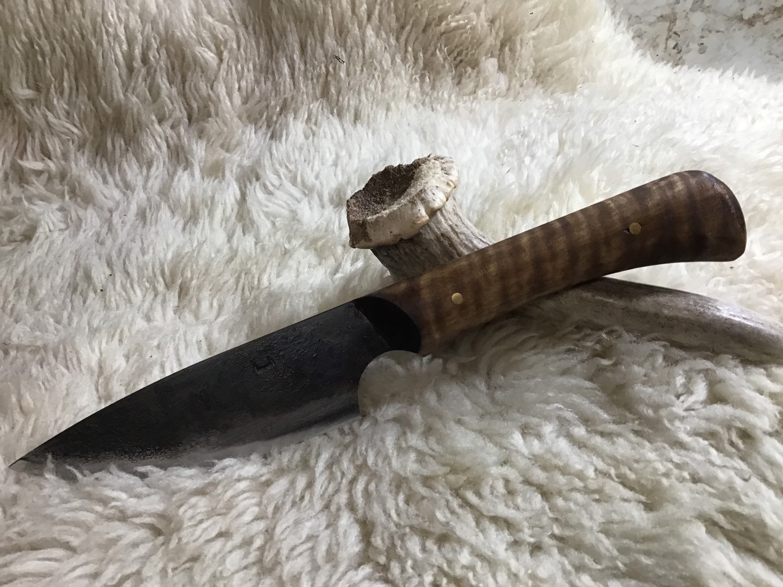 Jeff White Trap 2 knife with curly maple handle Jeff White Trap 2 knife with curly maple handle