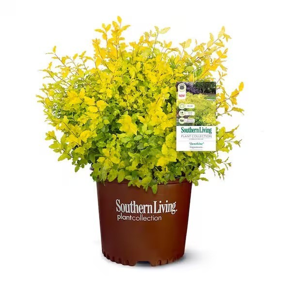SOUTHERN LIVING 2.5Qt Sunshine Ligustrum, Evergreen Shrub, Bright Golden-Yellow SOUTHERN LIVING 2.5Qt Sunshine Ligustrum, Evergreen Shrub, Bright Golden-Yellow