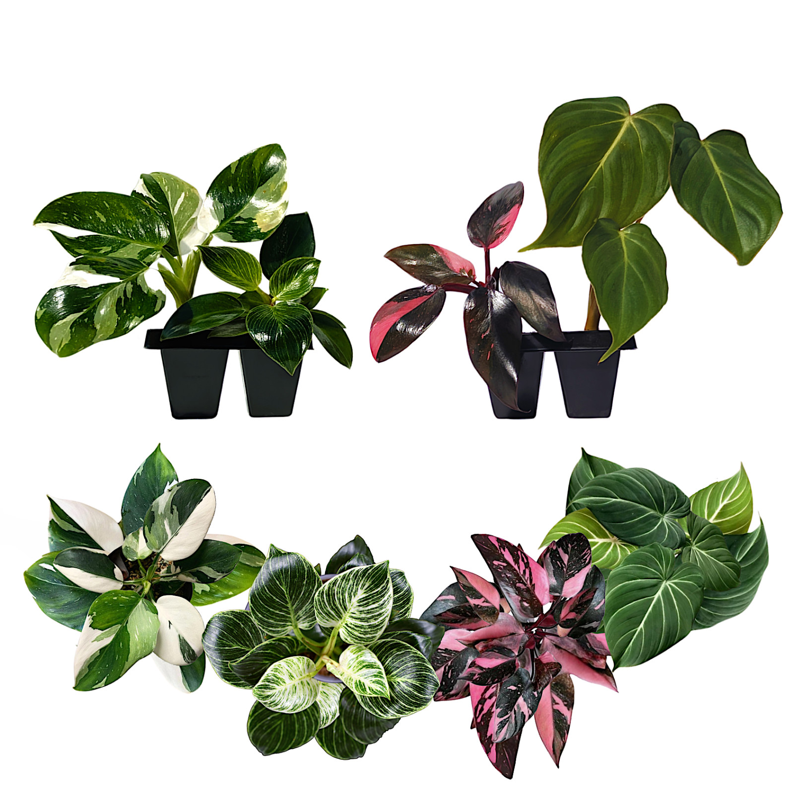 Philodendron Plant Live Exclusive Collection (4-Pack) – 2\ Philodendron Plant Live Exclusive Collection (4-Pack) – 2\