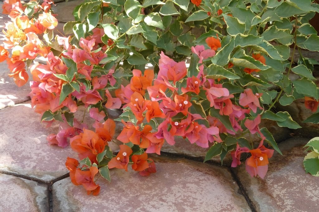 Bougainvillea - \'Orange King\'