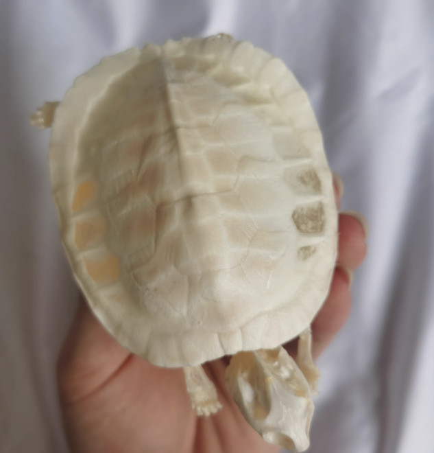 Turtle Skeleton Real Animal Bones Fine Art Work. Tortoise Specimen Collection Turtle Skeleton Real Animal Bones Fine Art Work. Tortoise Specimen Collection