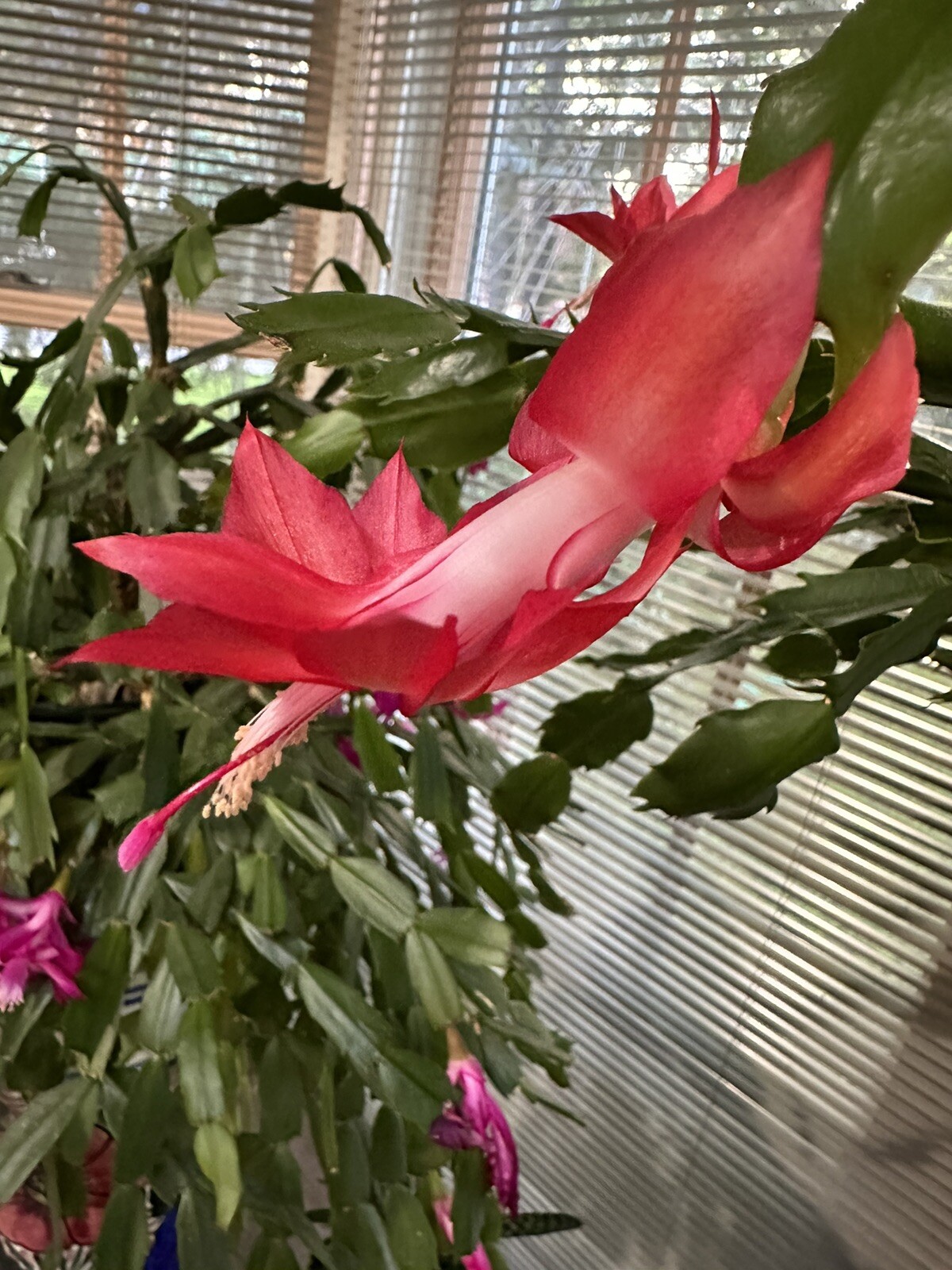 Giant Christmas/Thanksgiving  Cactus Plant  RED Cactus S.  truncata CUTTING