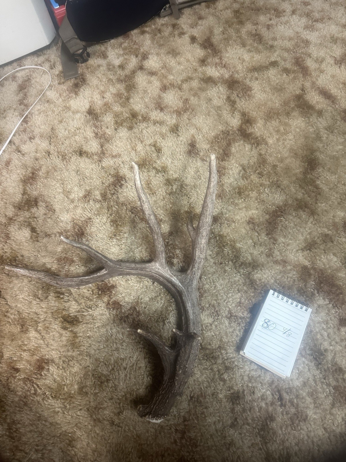 80 Inch Whitetail Single Deer Shed with dark chocolate color 80 Inch Whitetail Single Deer Shed with dark chocolate color
