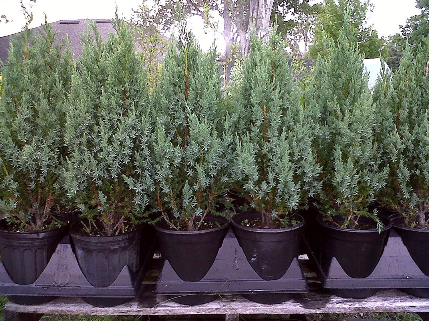 Juniper Tree, Blue Point, 4 inch pot Juniper Tree, Blue Point, 4 inch pot