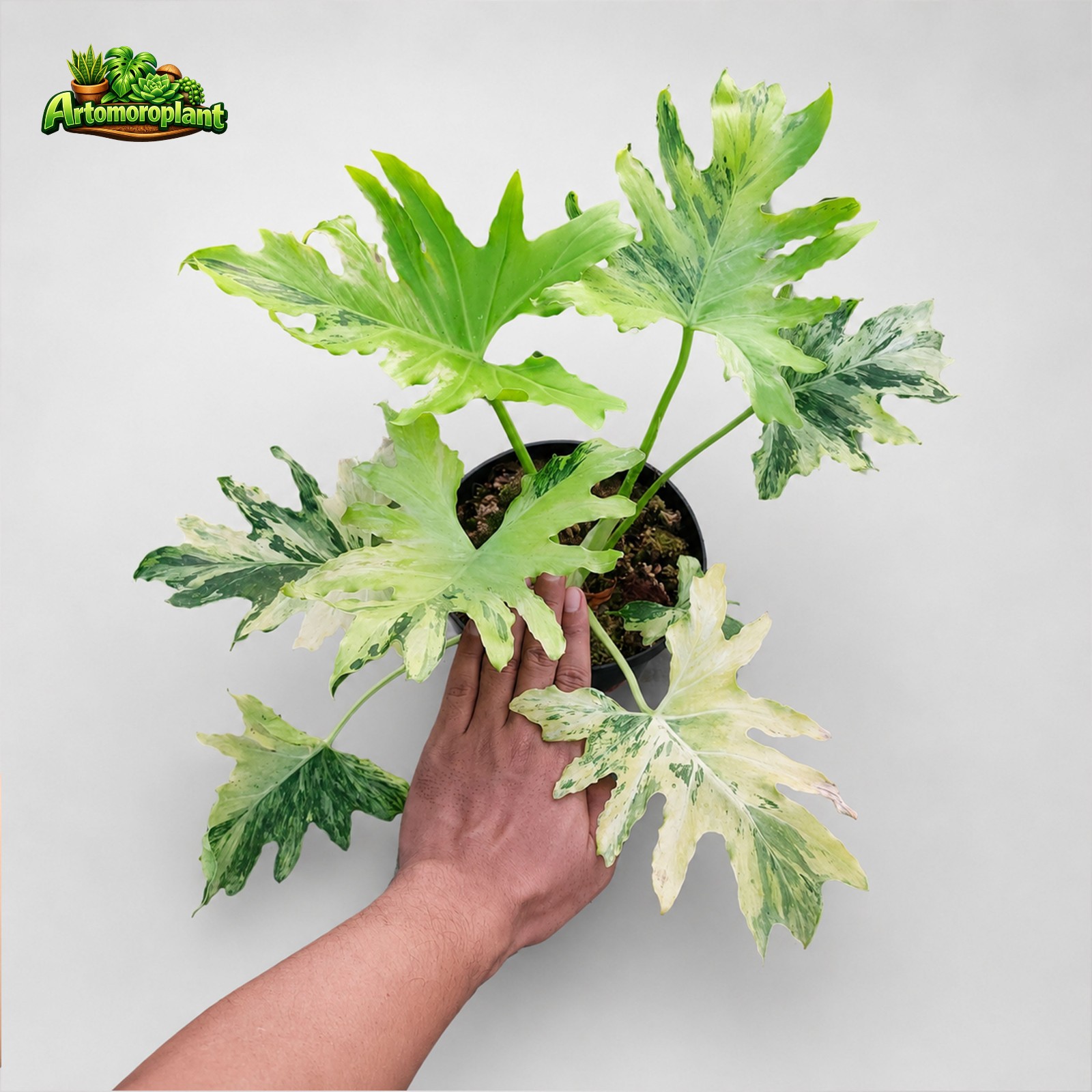 Thaumatophyllum Selloum Variegated Real Picture Free Phyto Thaumatophyllum Selloum Variegated Real Picture Free Phyto