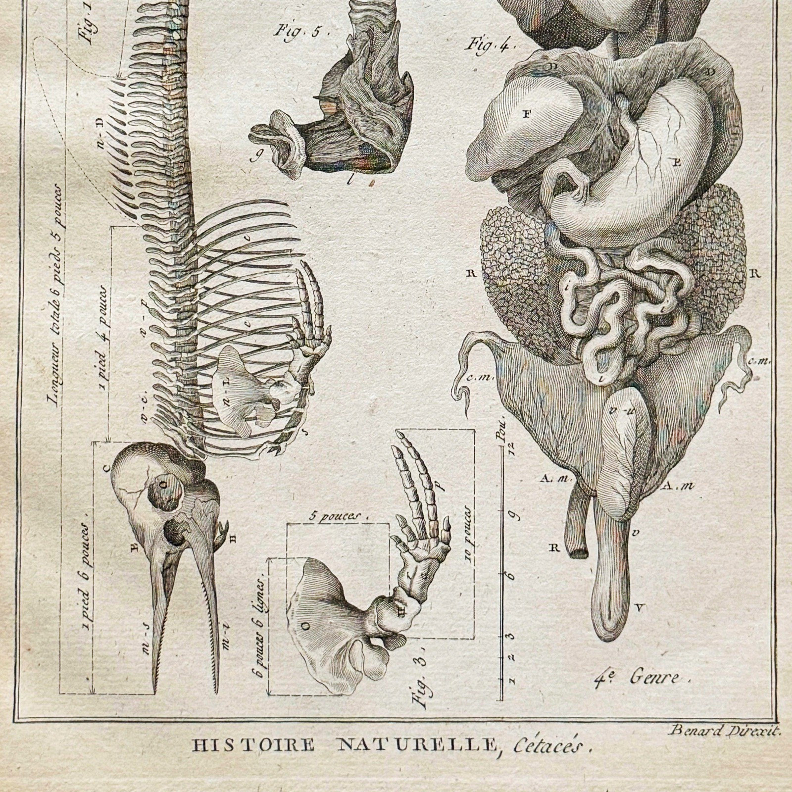 1789 Dolphin Anatomy Print | Antique Cetacean Copper Engraving Bénard Bonnaterre