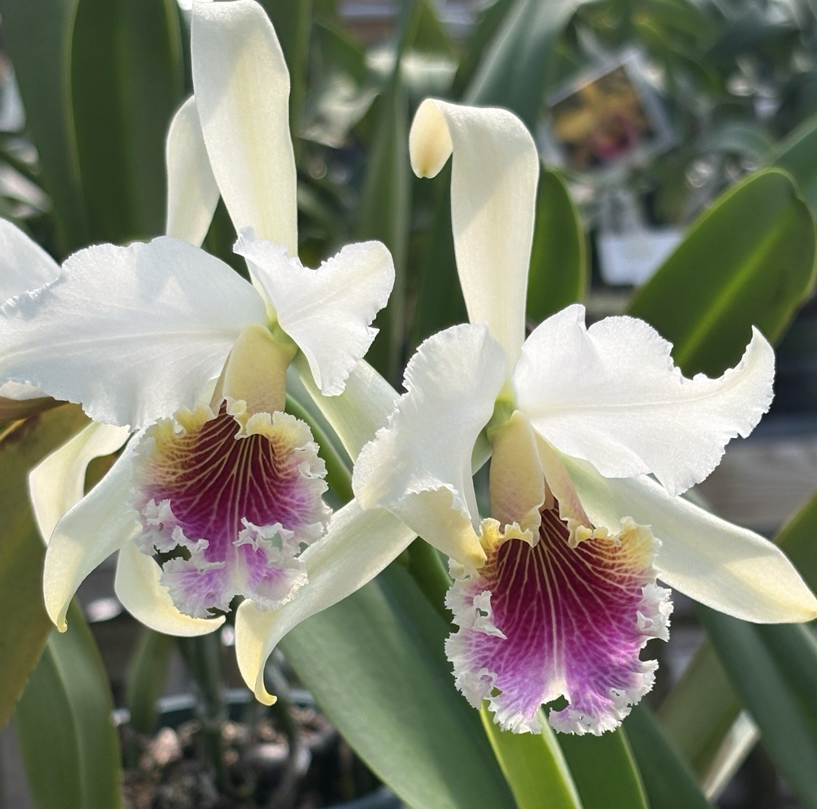 Cattleya rex - Rare Offering - Orchid Species - Mounted