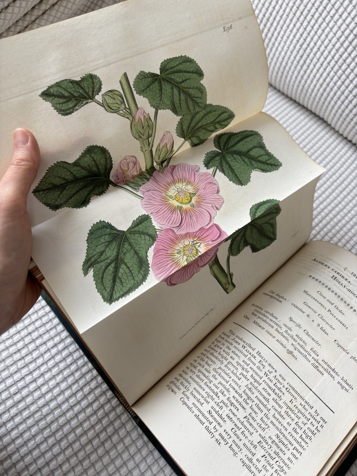 Curtis’s Botanical Magazine Flower Garden 1817 Antique Book Floral Collectable Curtis’s Botanical Magazine Flower Garden 1817 Antique Book Floral Collectable