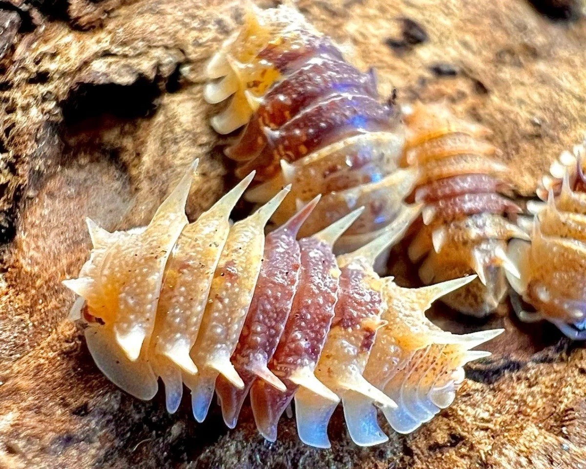 5ct+ RARE HTF 🧡Cuban Spiky🧡LIVE isopods LAG bioactive spiked reptile insect 5ct+ RARE HTF 🧡Cuban Spiky🧡LIVE isopods LAG bioactive spiked reptile insect