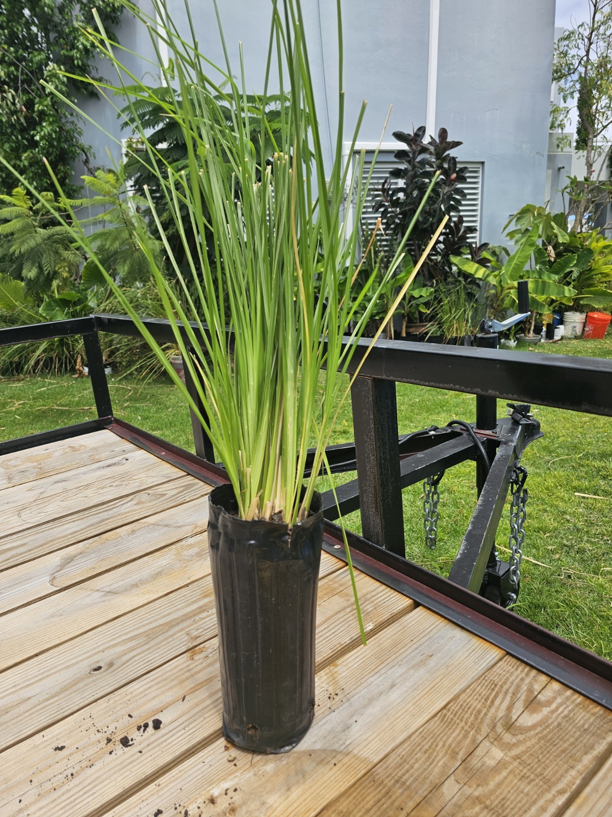 Vetiver live plant for EROSION CONTROL & Ornamental use