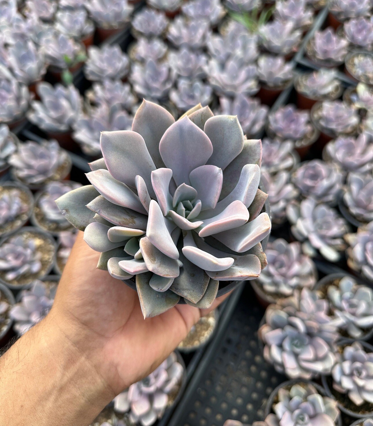 Live Fresh Pink x Graptoveria 'Debbi' Succulent Fully Rooted in 4” Pot