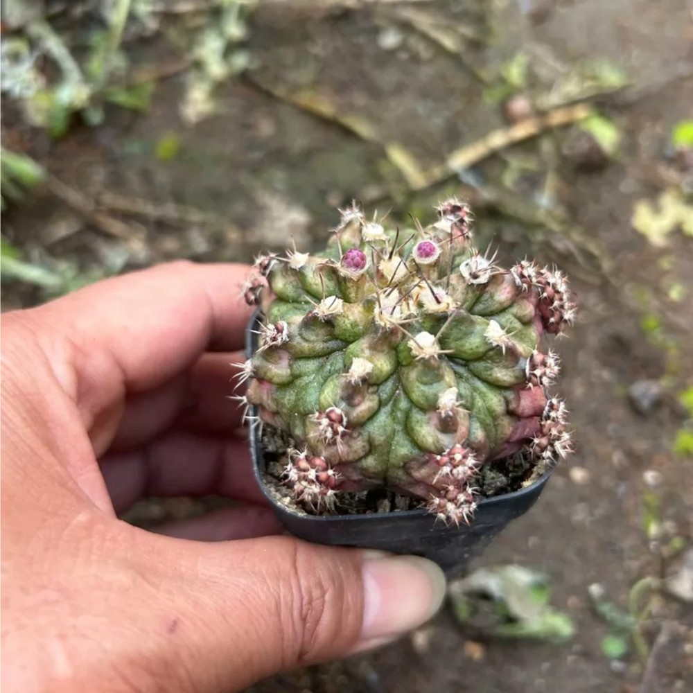 1PCS 4-5cm Seddling Gymnocalycium mihanovichii T-Lux Kikko Garden Cactis Plant 1PCS 4-5cm Seddling Gymnocalycium mihanovichii T-Lux Kikko Garden Cactis Plant