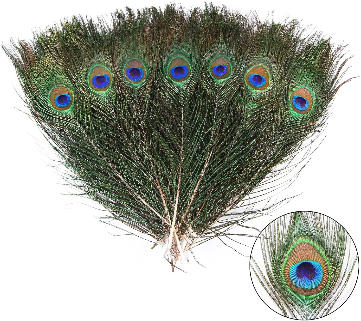 THARAHT 12pcs Peacock Feather Natural in Bulk 10-12 inch 25-30cm Small EyeFor Cr THARAHT 12pcs Peacock Feather Natural in Bulk 10-12 inch 25-30cm Small EyeFor Cr